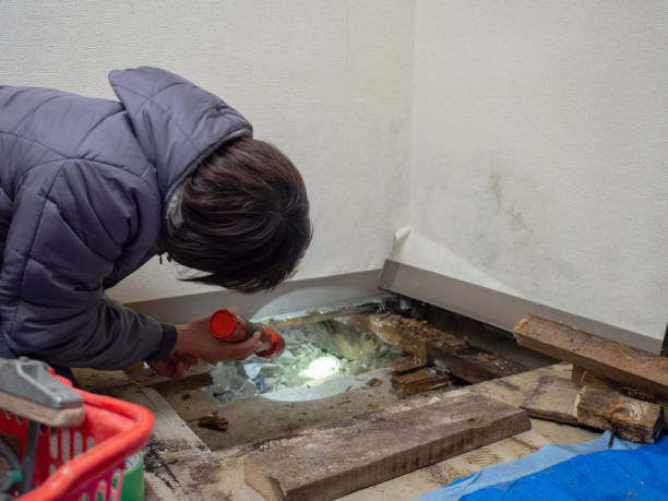 Mold Documentation for Insurance Claims in Pinch, WV